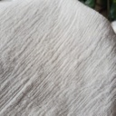 Cotton Linen Viscose Mozambique RFD